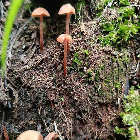 Eco-Cabana Piemonte グアスカ エクステリア 写真