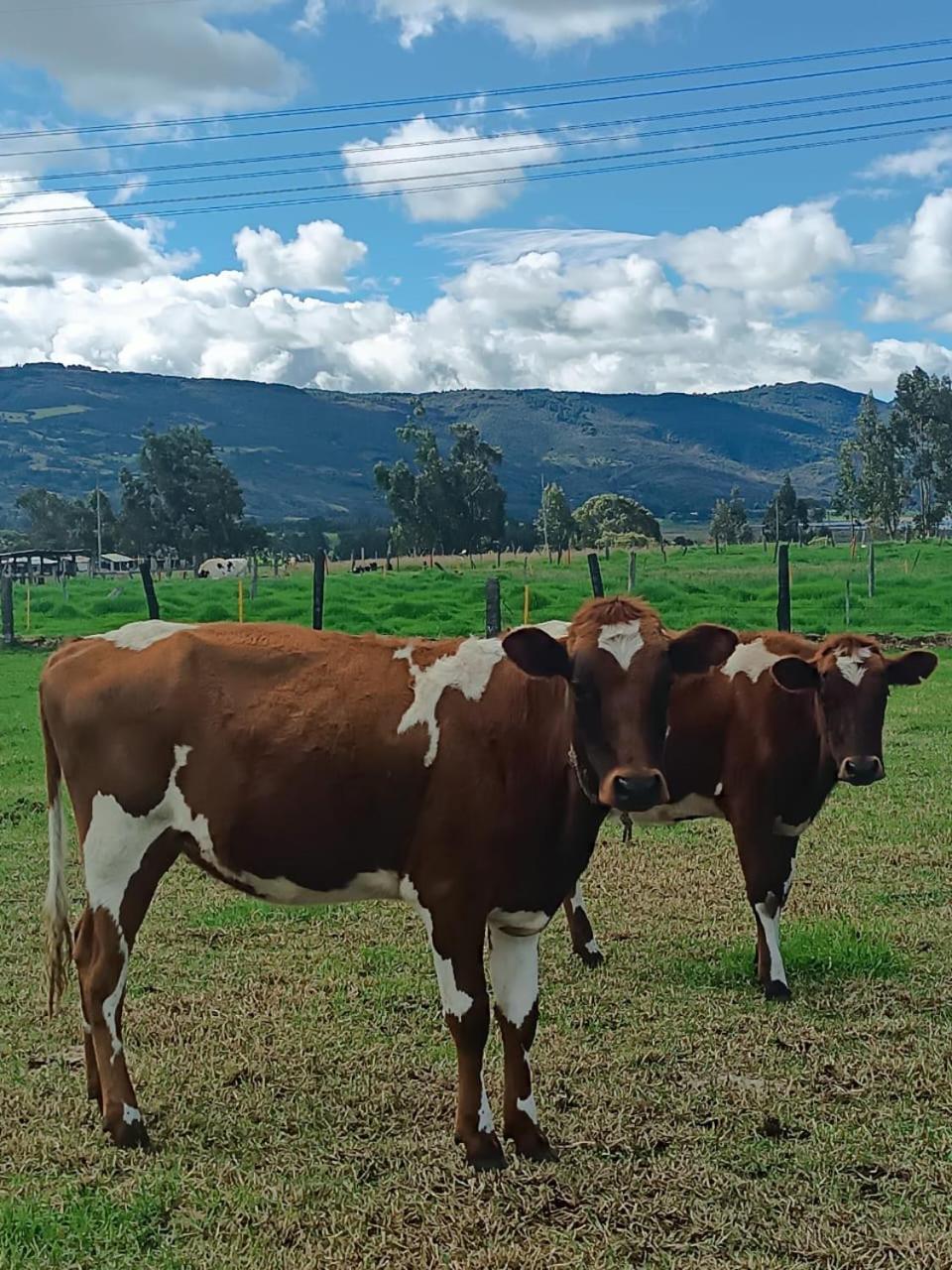 Eco-Cabana Piemonte グアスカ エクステリア 写真