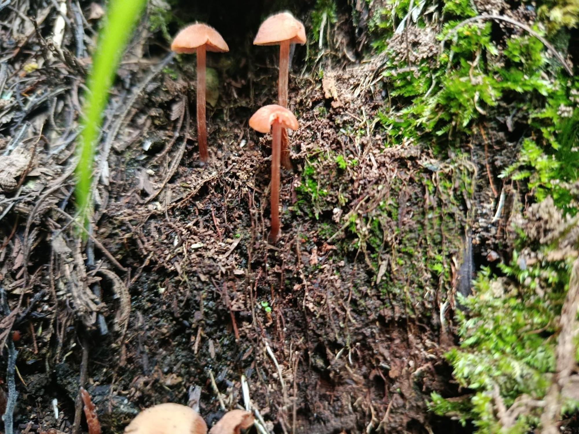 Eco-Cabana Piemonte グアスカ エクステリア 写真
